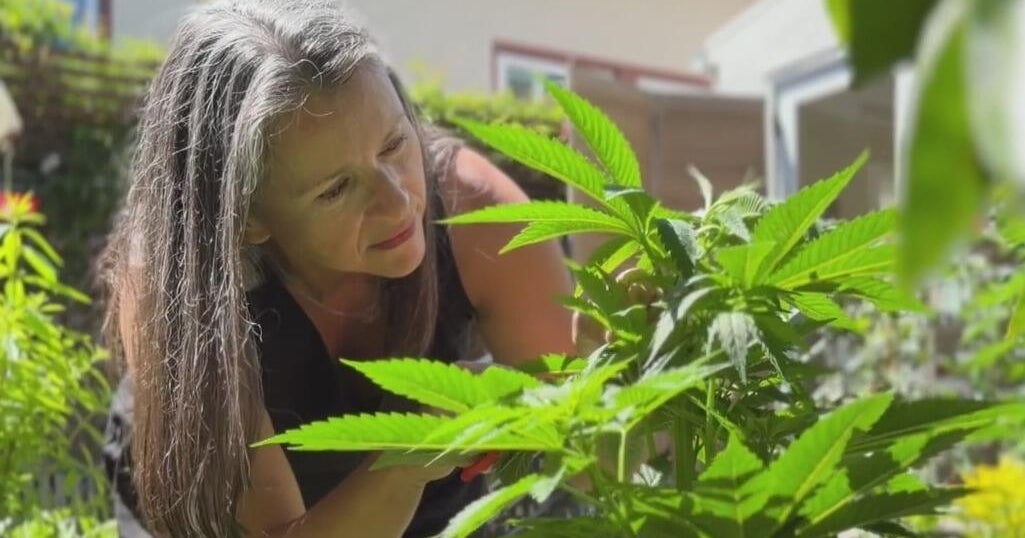 cbsnews.com - Itay  Hod - Bay Area woman learns to grow cannabis plants. Now, she's dispensing recipes.
