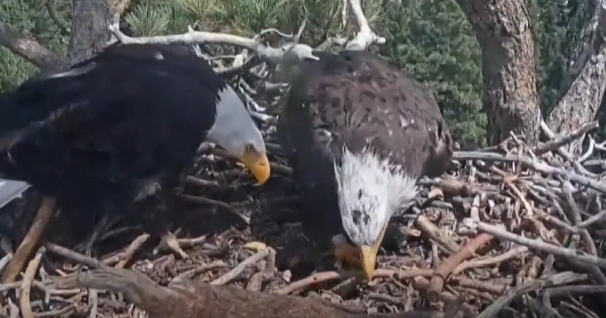 California birdwatchers gain new hope after beloved eagle's disappearance