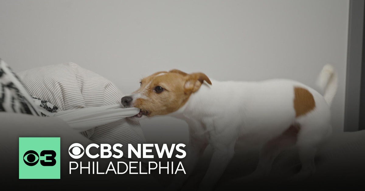 Understanding your dog's behavior during their "teenage years"