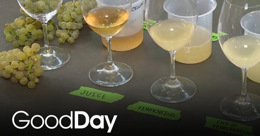 Students at UC Davis are learning how to make wine!
