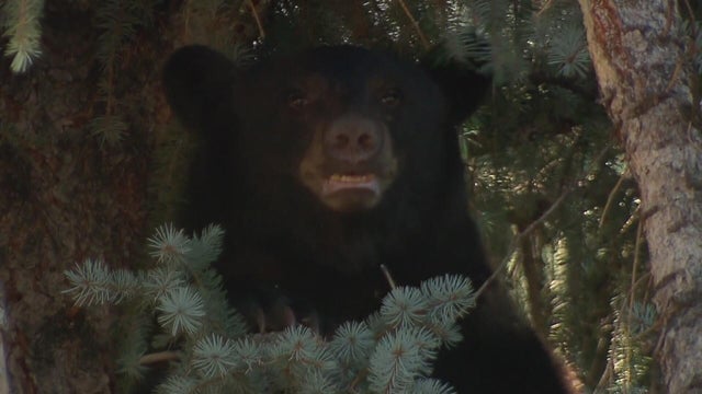 bear.jpg 