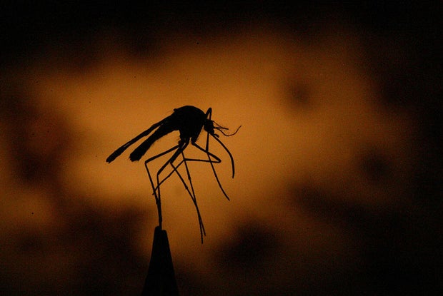 Held by a pair of tweezers, one of thousands of mosquitos trapped by Los Angeles County Vector Contr