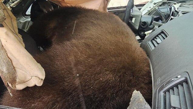 springs-bear-car-break-in-cpw-se-region-1-copy.jpg 