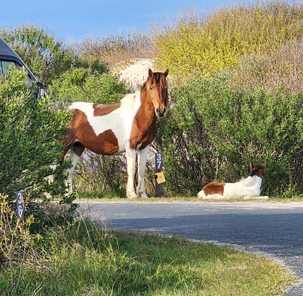horse5.jpg