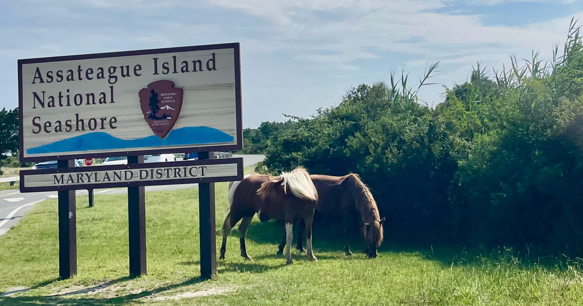 2 beloved Maryland Assateague wild horses killed by vehicles, prompting calls for safety enforcement