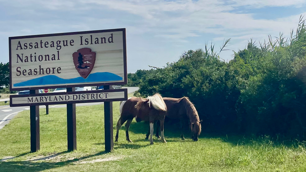 2 beloved Maryland Assateague wild horses killed by vehicles, prompting calls for safety enforcement