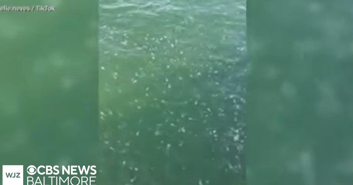 New video shows massive jellyfish invasion in Ocean City, Maryland ...