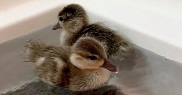 The Denver Zoo welcomes seven new feathered friends