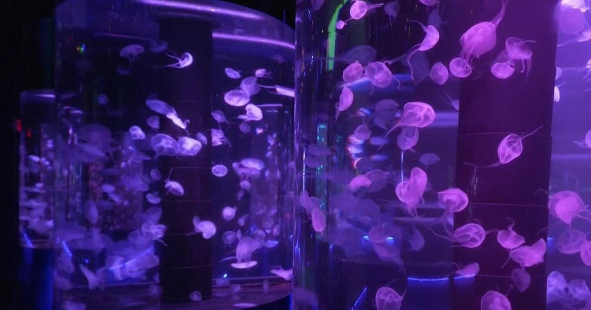 First jellyfish museum in U.S. opens in South Florida