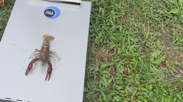 Michigan environmental advocates say to be on lookout for these invasive species 
