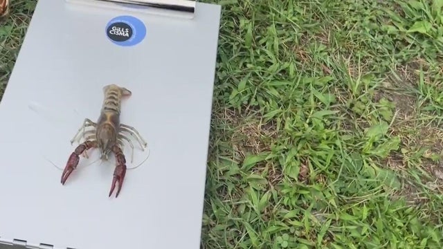 Michigan environmental advocates say to be on lookout for these invasive species 