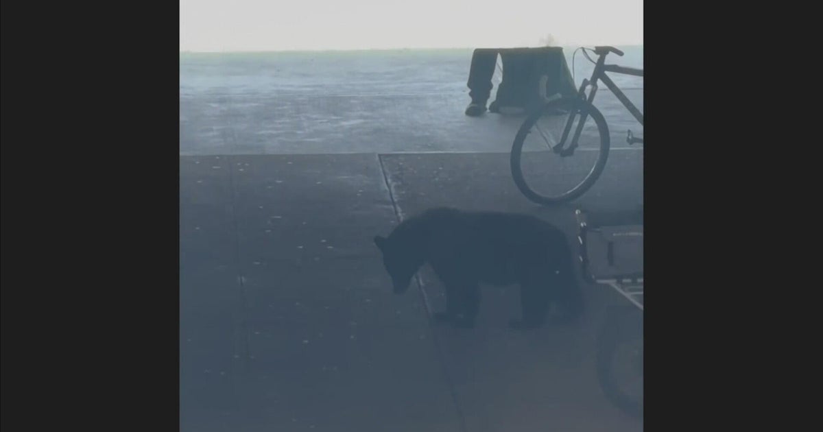 Small bear spotted at Colorado State University during move-in day, removed safely