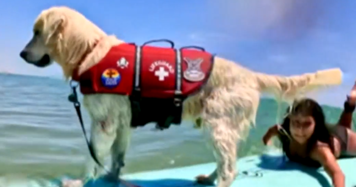 Thumbnail for Meet the aquatic dog helping anxious students learn how to surf