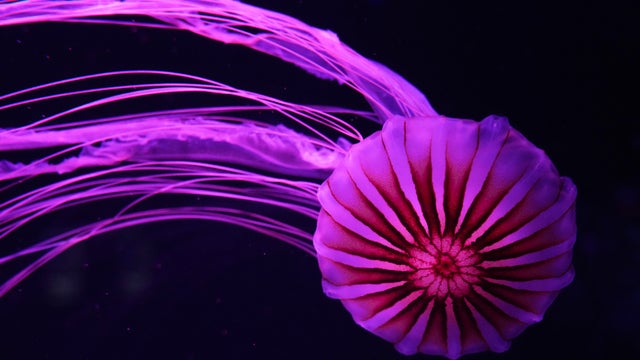 APTOPIX Florida Jellyfish Museum 