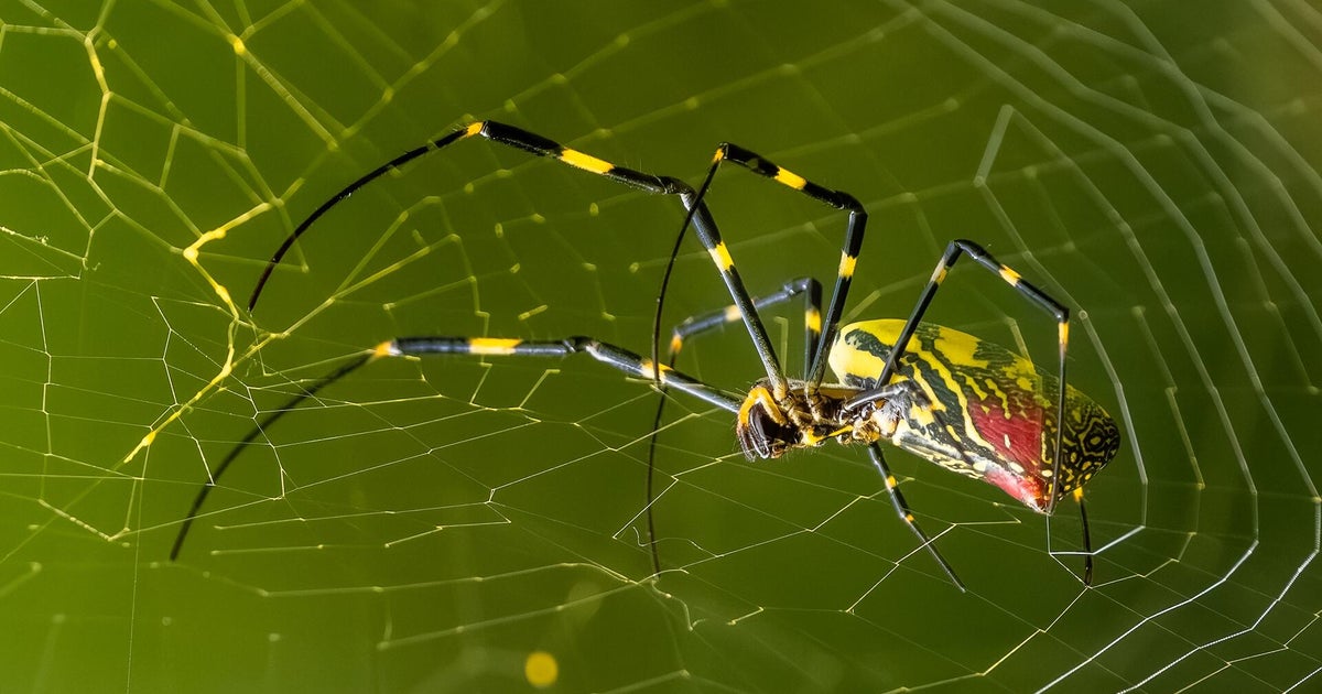 Invasive Joro spiders "may be hanging on a web near you": Here's what to know