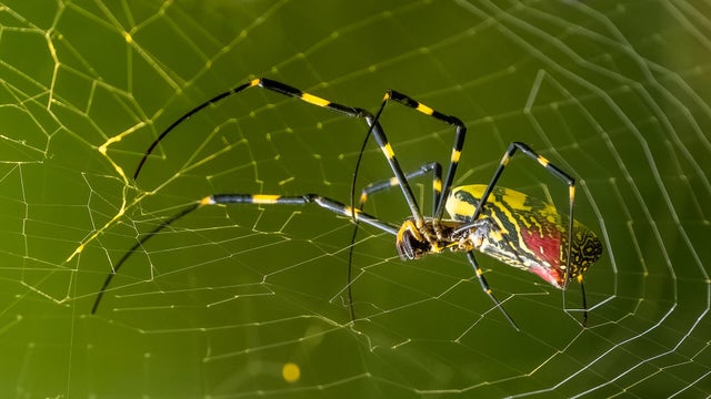 A Joro spider in its web 