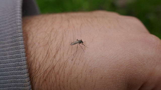 Mosquito neusance 