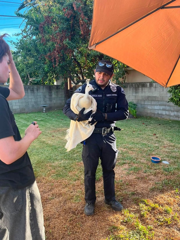 pasadena-peacock.jpg