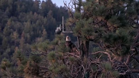 new-eagle.png 