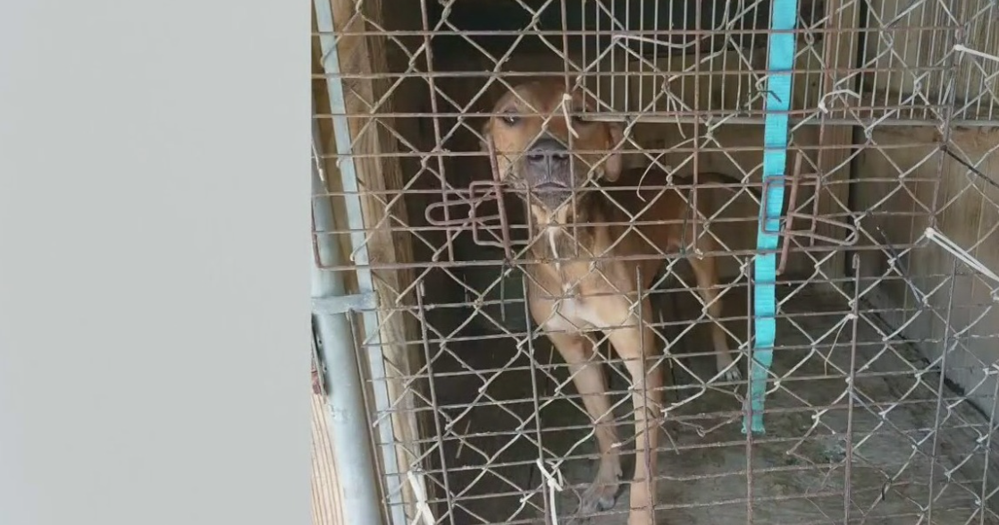 Pompano Beach man arrested on six animal cruelty charges after dogs found in wooden cages, police say