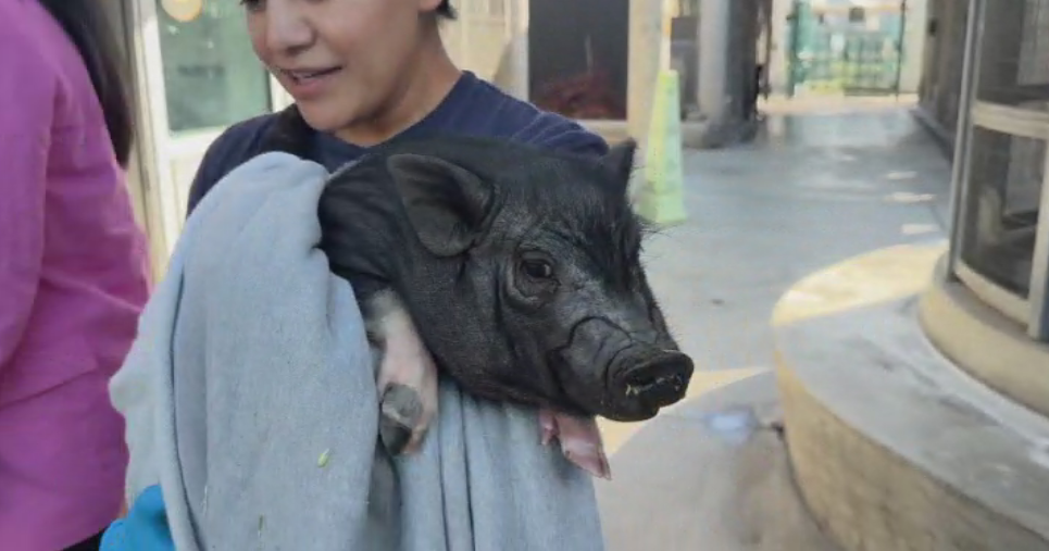Songwriter Diane Warren adopts West Hollywood runaway pig