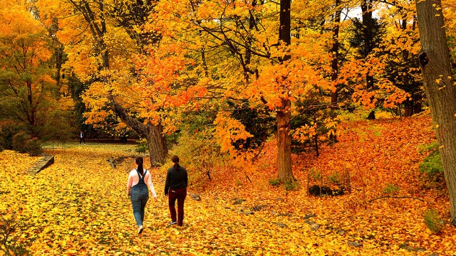 Boston foliage 