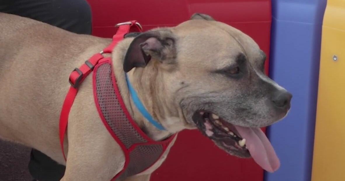 Furry Friday: Meet Sugar Cube the cat and Baxter the dog