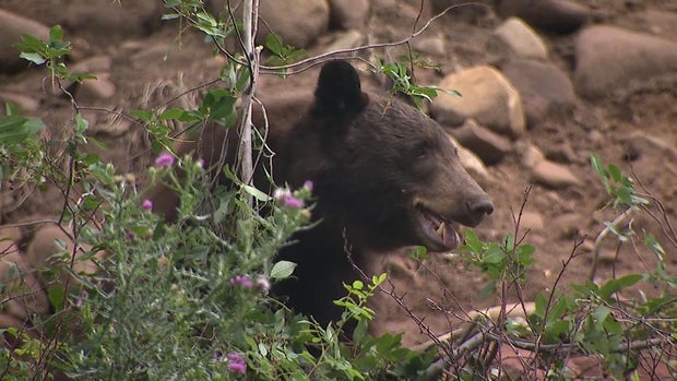 bear.jpg 
