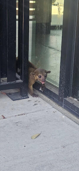 kinkajou-ii.jpg 