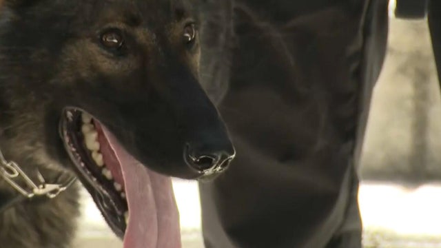 k9-samson.jpg 
