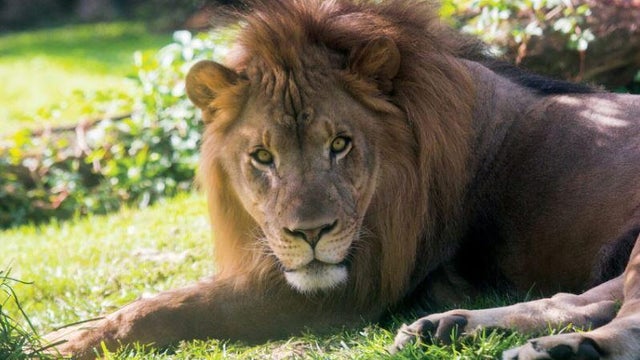 Philadelphia Zoo Lion 