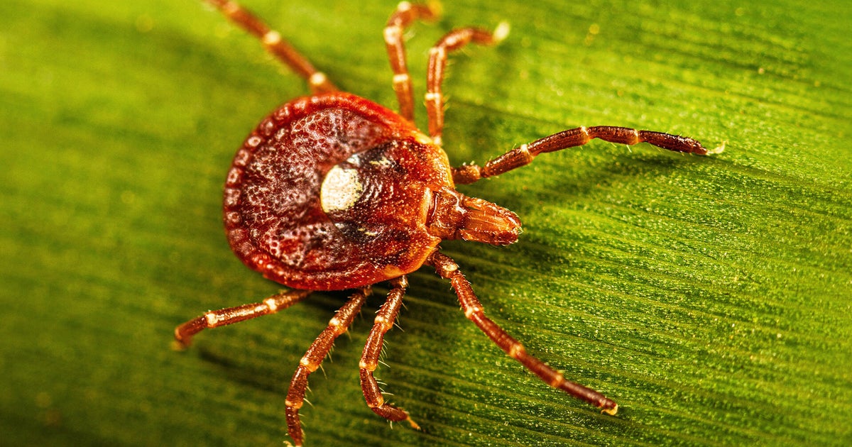 The explosion of ticks and Alpha-gal syndrome