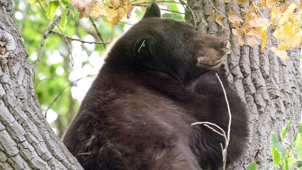 Fisherman attacked by bear in Colorado, bear found and euthanized
