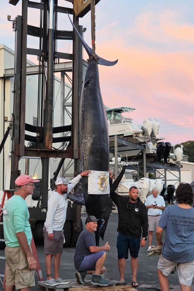 Giant Marlin