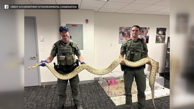 Two officers holding a long Burmese python 