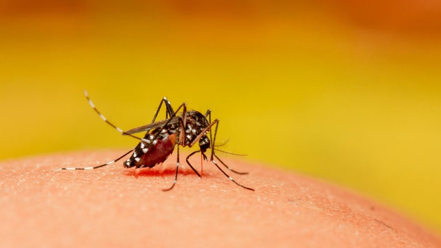 Mosquito Close up 