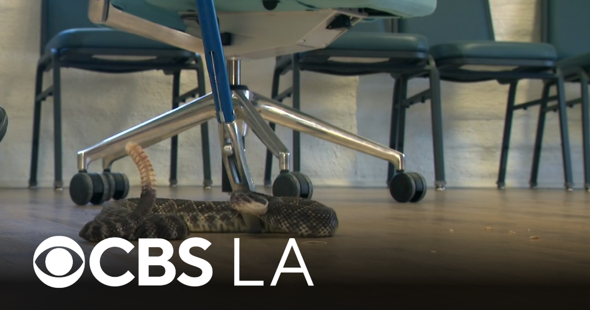 LA County snake wrangler catches rattlesnake that bit woman and her pet cat in c...