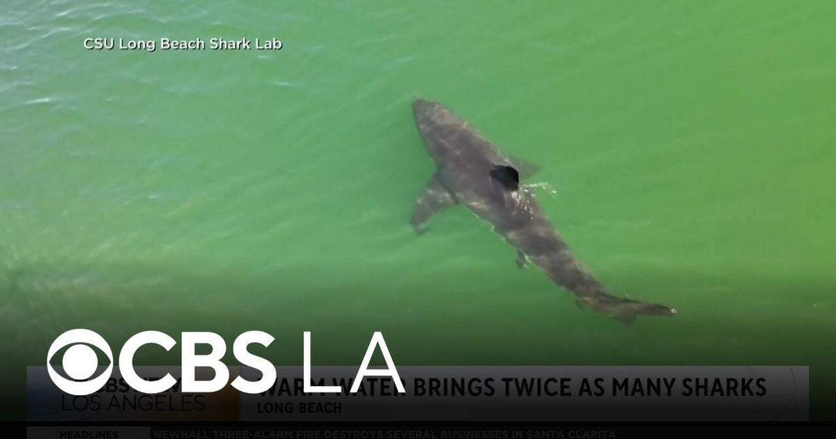 Warmer SoCal ocean waters are attracting more sharks