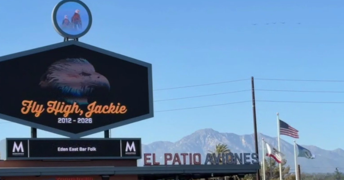 Big Bear bald eagle Jackie's life celebrated at Ontario Tower Buzzers game