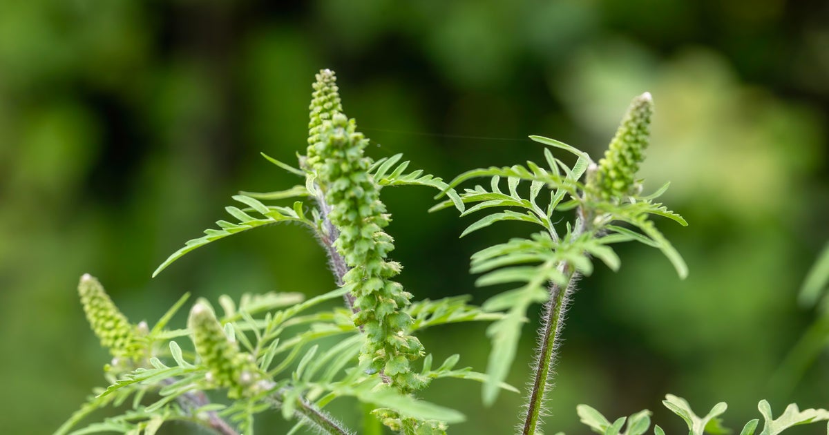 What is ragweed? And why does it cause allergies in the late summer?