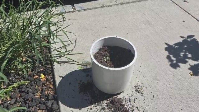 Stolen hibiscus plant Avondale 