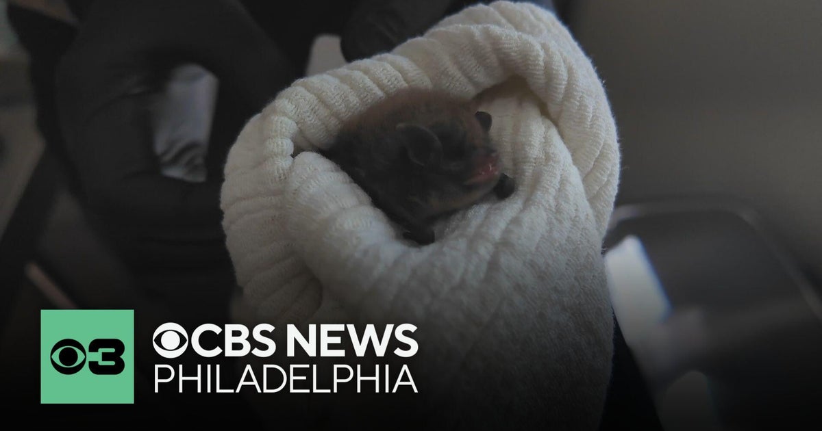 Bats turning up in unexpected places across Delaware County