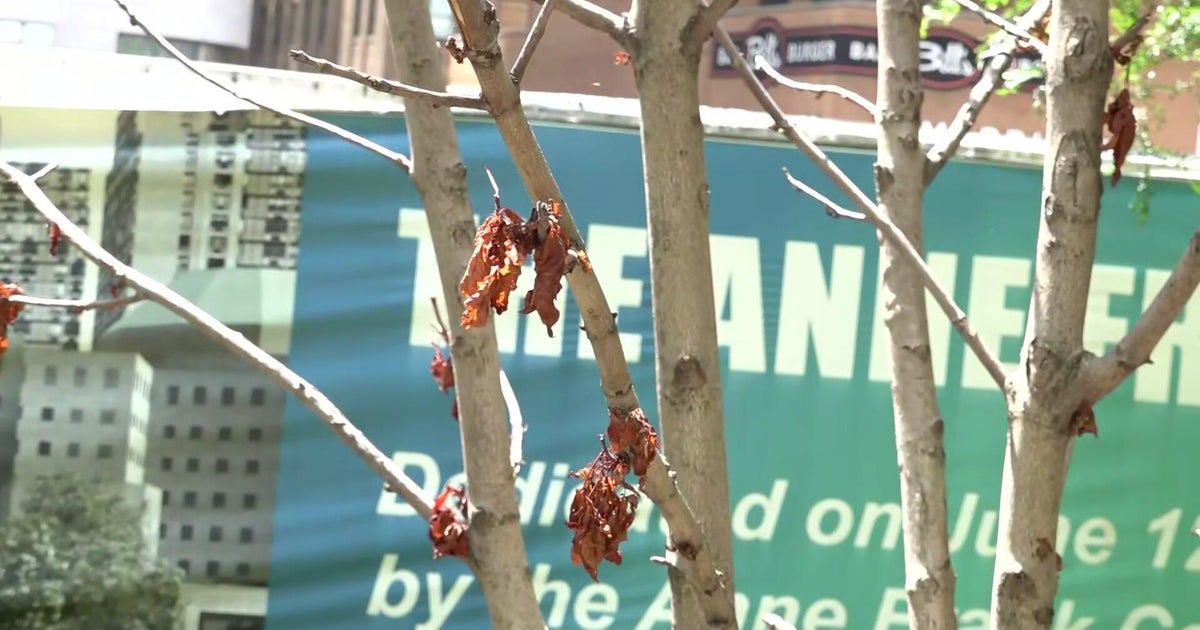 Anne Frank Tree in NYC's Liberty Park struggling with fungi issues