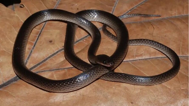 slashs-groundsnake.jpg 