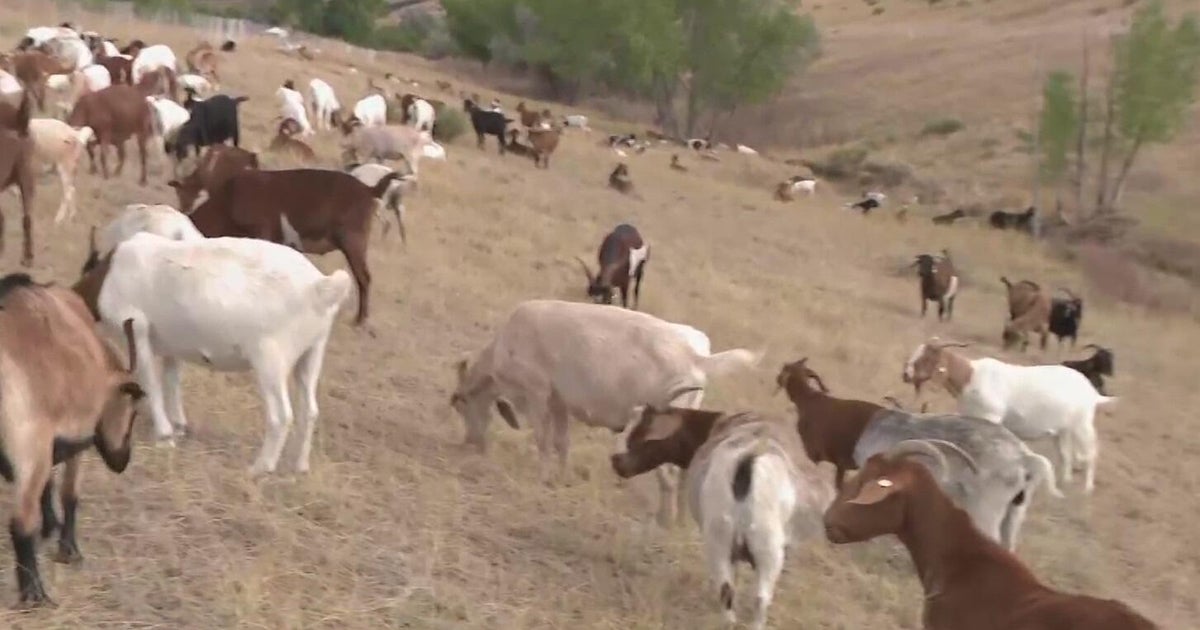Goats help with wildfire mitigation at Centennial Airport