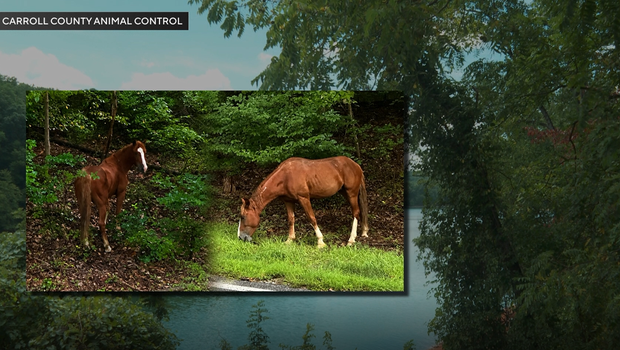 Wild mustang on the loose near Liberty Reservoir in Carroll County raises safety concerns