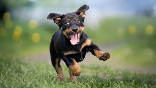 Cheerful puppy runs on the grass 