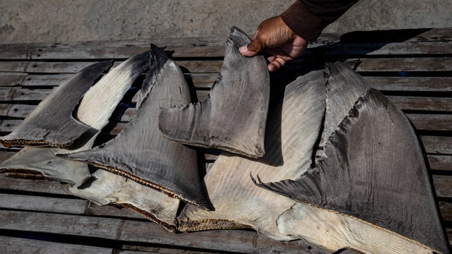 Sustainability of Shark Fisheries in Indonesia's Tanjung Luar 