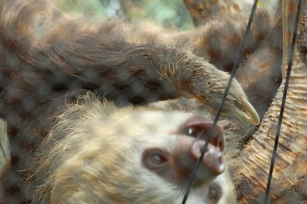 solana-sloth-1.png 