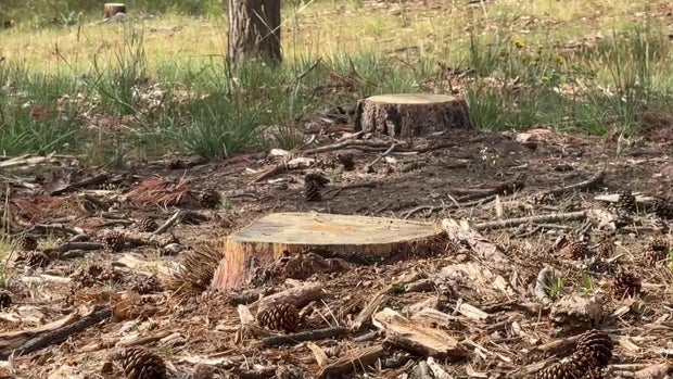 cleared-forest-wildfire-mitigation.jpg